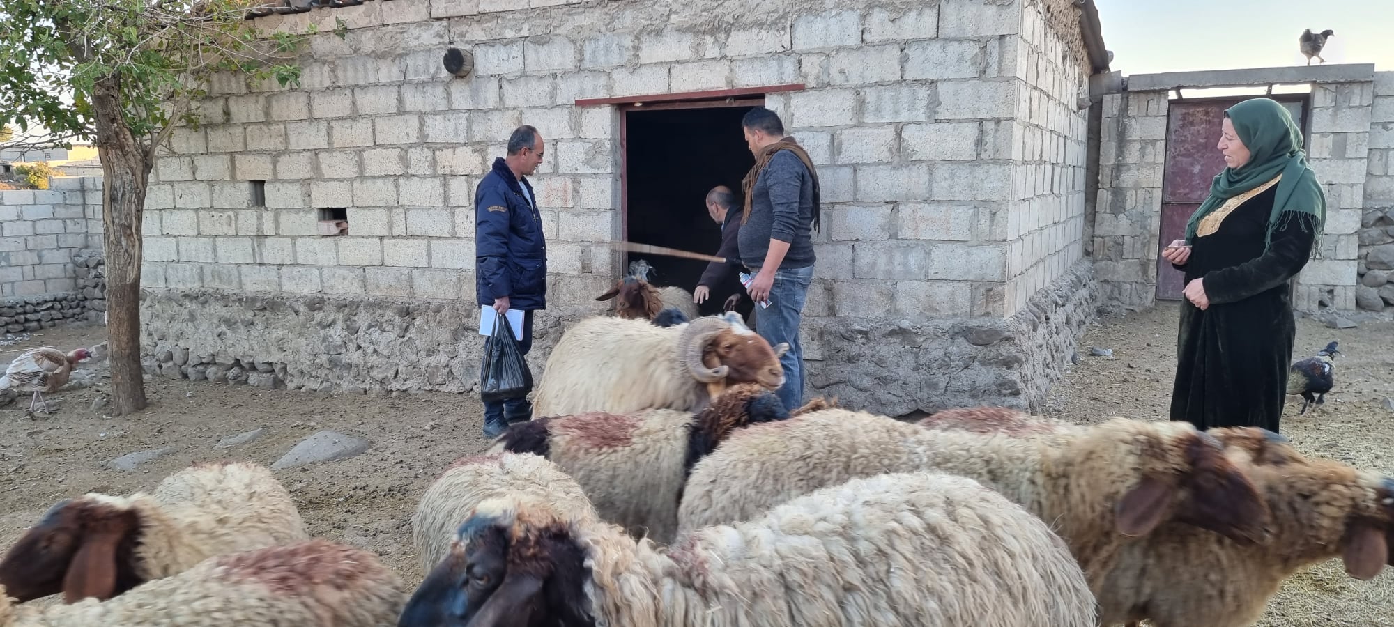 مديرية الثروة الحيوانية: إحصاء نحو 750 ألف رأس غنم في قامشلو وريفها حتى الآن