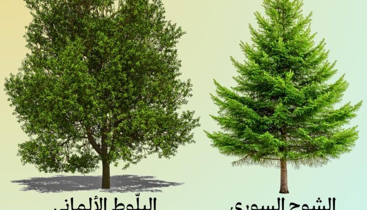 شجرة اميلاد